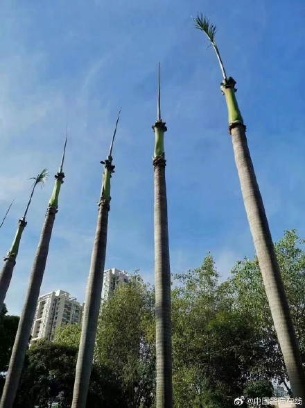 超强台风莫兰蒂来袭时的厦门