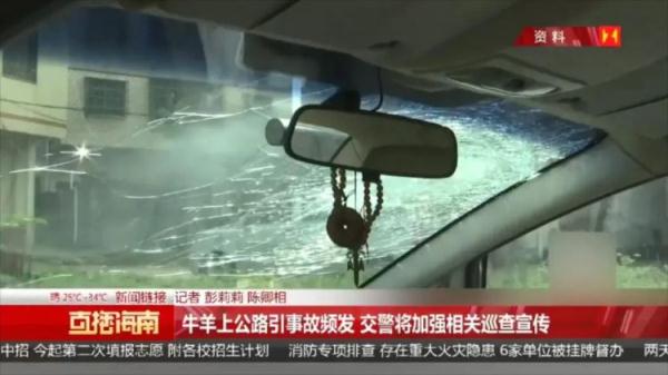 货车撞向过路牛群,致黄牛7死1伤,司机称阳光刺眼所致 货车撞向过路牛群,致黄牛7死1伤,司机称阳光刺眼所致