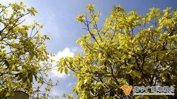 秋天来了？南宁一处树木披上“黄金甲”，市民游客表示：很新奇