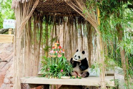 全球唯一大熊猫三胞胎9岁生日 全球唯一大熊猫三胞胎9岁生日