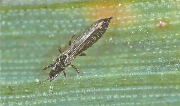 深圳人注意！最近别穿这种颜色的衣服