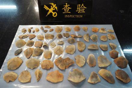 珠海拱北口岸闸口海关截获60余枚大穿山甲鳞片