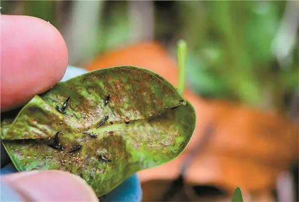 深圳人注意！最近别穿这种颜色的衣服