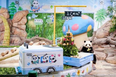 全球唯一大熊猫三胞胎9岁生日 全球唯一大熊猫三胞胎9岁生日