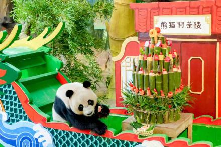 全球唯一大熊猫三胞胎9岁生日 全球唯一大熊猫三胞胎9岁生日