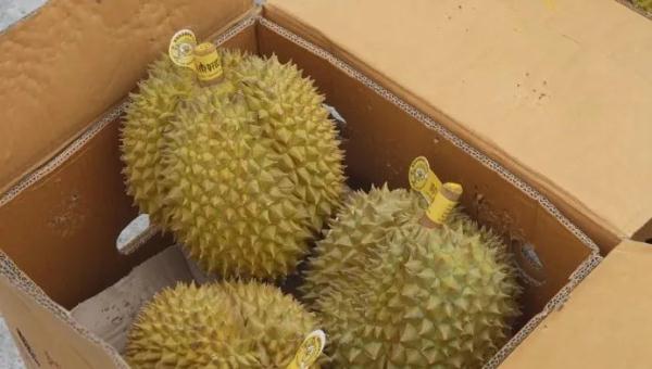 今年榴莲便宜了?原因可能和它有关 今年榴莲便宜了?原因可能和它有关