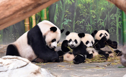 全球唯一大熊猫三胞胎9岁生日 全球唯一大熊猫三胞胎9岁生日