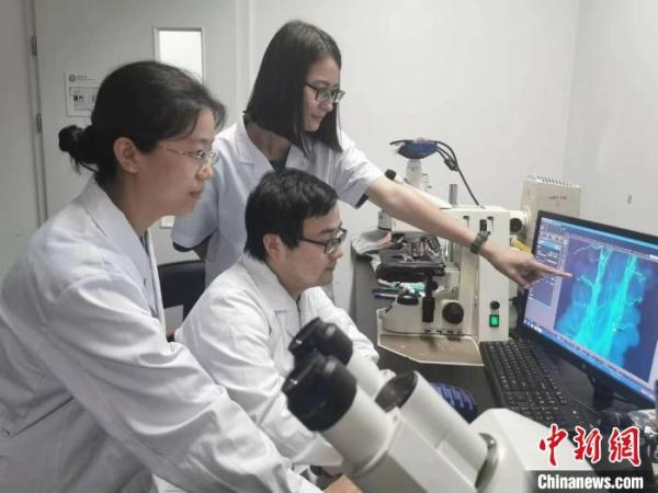 植物如何启动受精恢复？中国科学家发现新机制破解百年谜团