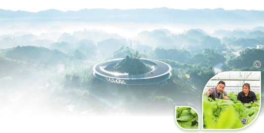 金龙村的种菜能手（我们这里的年轻人）