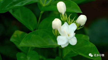 浪漫属性拉满！当茉莉花邂逅夕阳，只一眼便心动