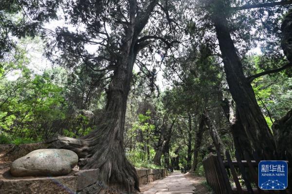 剑门蜀道翠云廊 跨越千年 苍翠如昔