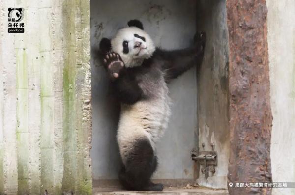 杭州小熊被指“人里人气”!网友:你是忘了会叉腰会揣手的熊猫了? 杭州小熊被指“人里人气”!网友:你是忘了会叉腰会揣手的熊猫了?