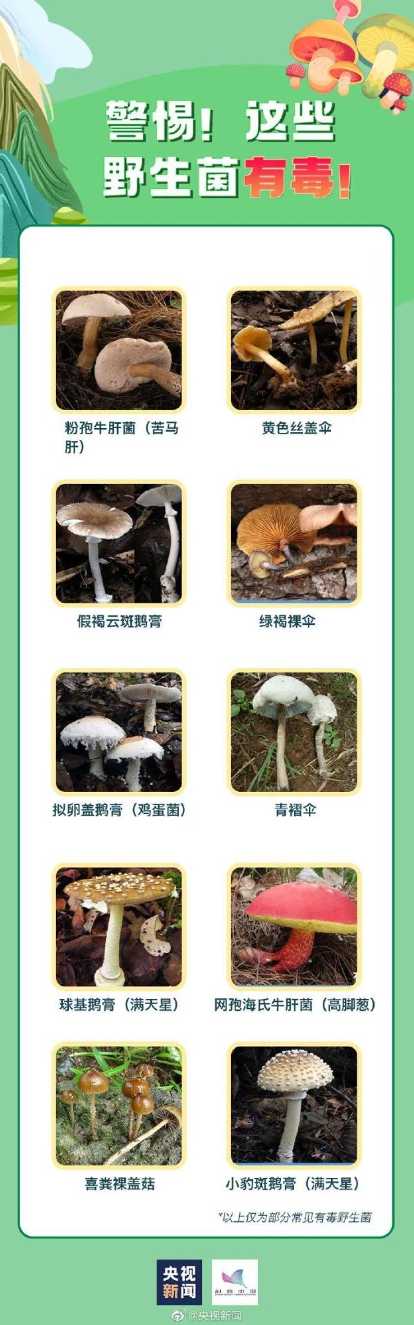 又是因为毒蘑菇!浙江女子命悬一线!当时发现不对,但她还是吃了... 又是因为毒蘑菇!浙江女子命悬一线!当时发现不对,但她还是吃了...