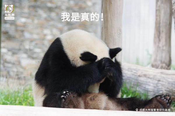 杭州小熊被指“人里人气”!网友:你是忘了会叉腰会揣手的熊猫了? 杭州小熊被指“人里人气”!网友:你是忘了会叉腰会揣手的熊猫了?