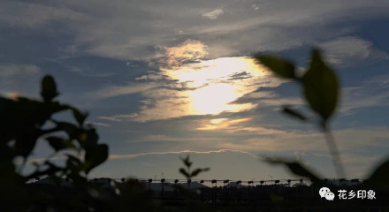 浪漫属性拉满！当茉莉花邂逅夕阳，只一眼便心动