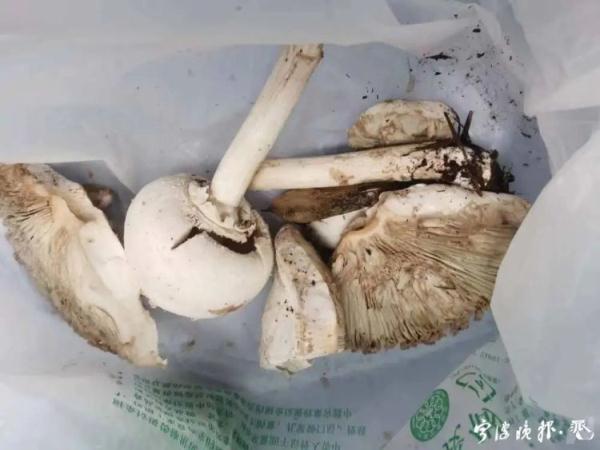又是因为毒蘑菇!浙江女子命悬一线!当时发现不对,但她还是吃了... 又是因为毒蘑菇!浙江女子命悬一线!当时发现不对,但她还是吃了...
