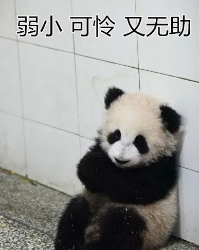 杭州小熊被指“人里人气”!网友:你是忘了会叉腰会揣手的熊猫了? 杭州小熊被指“人里人气”!网友:你是忘了会叉腰会揣手的熊猫了?