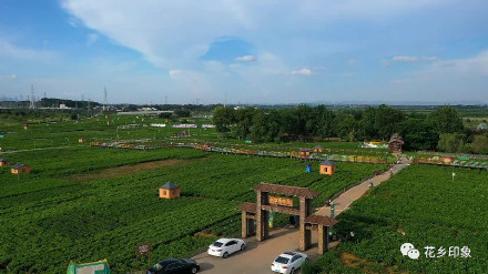 浪漫属性拉满！当茉莉花邂逅夕阳，只一眼便心动