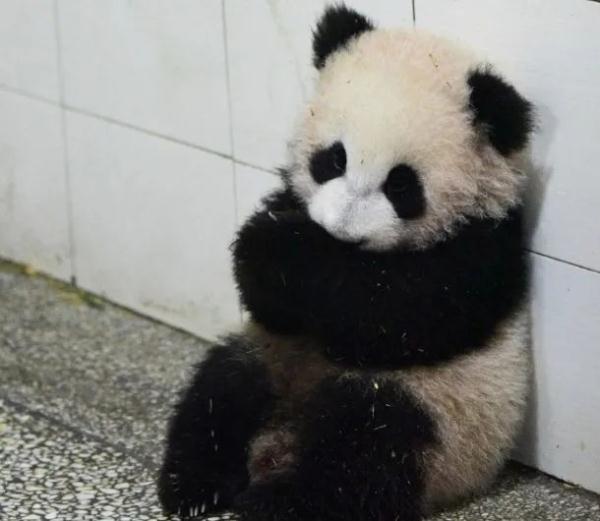 杭州小熊被指“人里人气”!网友:你是忘了会叉腰会揣手的熊猫了? 杭州小熊被指“人里人气”!网友:你是忘了会叉腰会揣手的熊猫了?