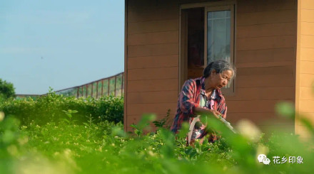 浪漫属性拉满！当茉莉花邂逅夕阳，只一眼便心动