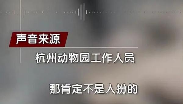 杭州小熊被指“人里人气”!网友:你是忘了会叉腰会揣手的熊猫了? 杭州小熊被指“人里人气”!网友:你是忘了会叉腰会揣手的熊猫了?