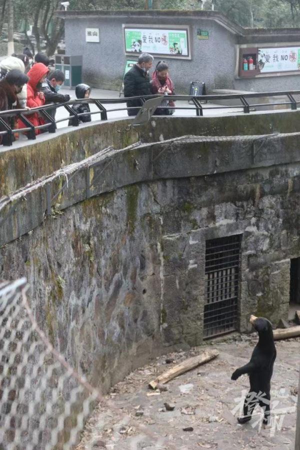 “人里人气”!动物园的黑熊是人扮的?官方回应 “人里人气”!动物园的黑熊是人扮的?官方回应