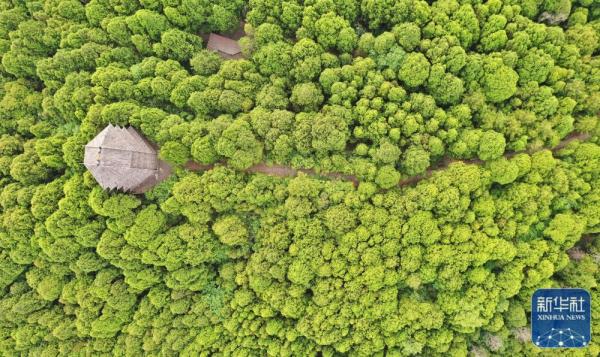 剑门蜀道翠云廊 跨越千年 苍翠如昔