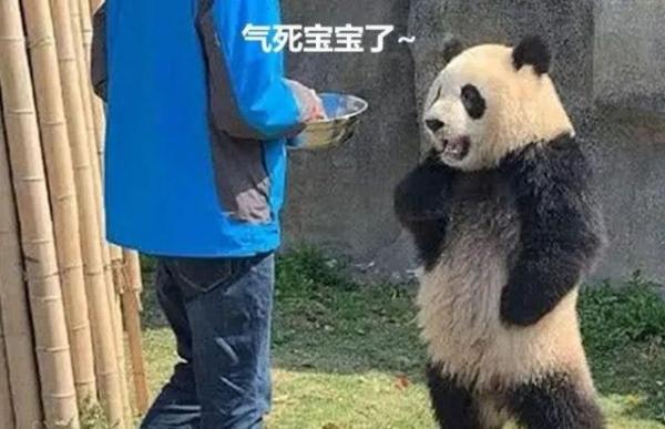 杭州小熊被指“人里人气”!网友:你是忘了会叉腰会揣手的熊猫了? 杭州小熊被指“人里人气”!网友:你是忘了会叉腰会揣手的熊猫了?