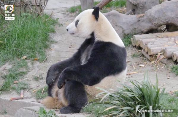 杭州小熊被指“人里人气”!网友:你是忘了会叉腰会揣手的熊猫了? 杭州小熊被指“人里人气”!网友:你是忘了会叉腰会揣手的熊猫了?