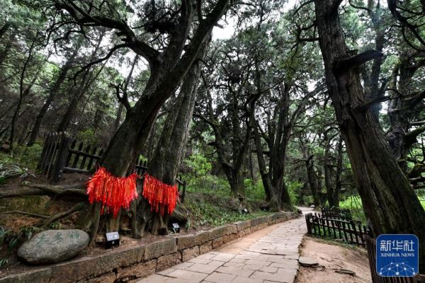 剑门蜀道翠云廊 跨越千年 苍翠如昔