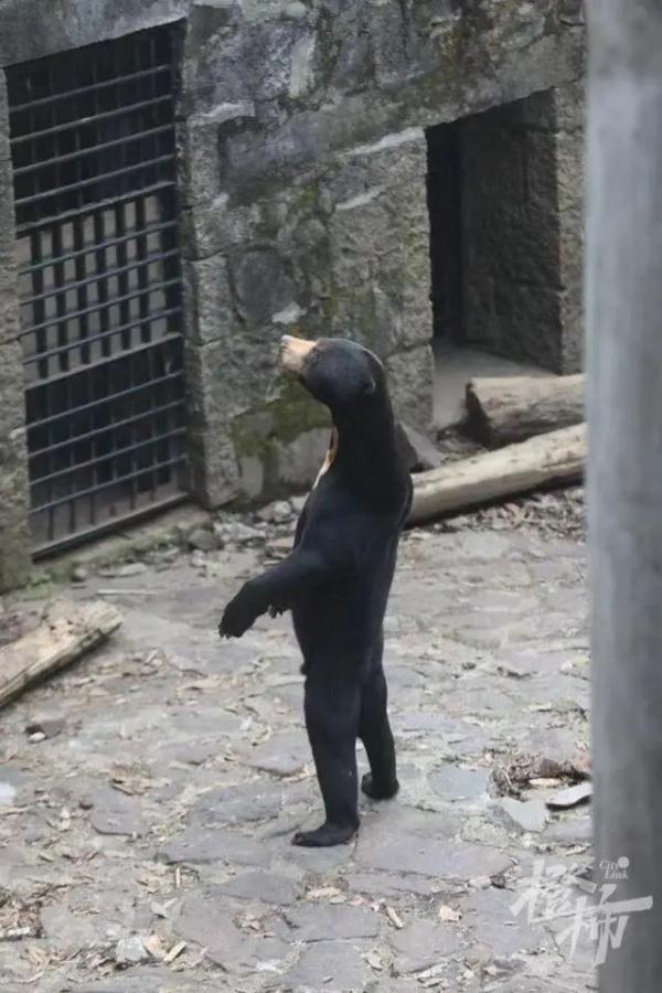 杭州小熊被指“人里人气”!网友:你是忘了会叉腰会揣手的熊猫了? 杭州小熊被指“人里人气”!网友:你是忘了会叉腰会揣手的熊猫了?