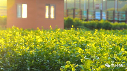 浪漫属性拉满！当茉莉花邂逅夕阳，只一眼便心动
