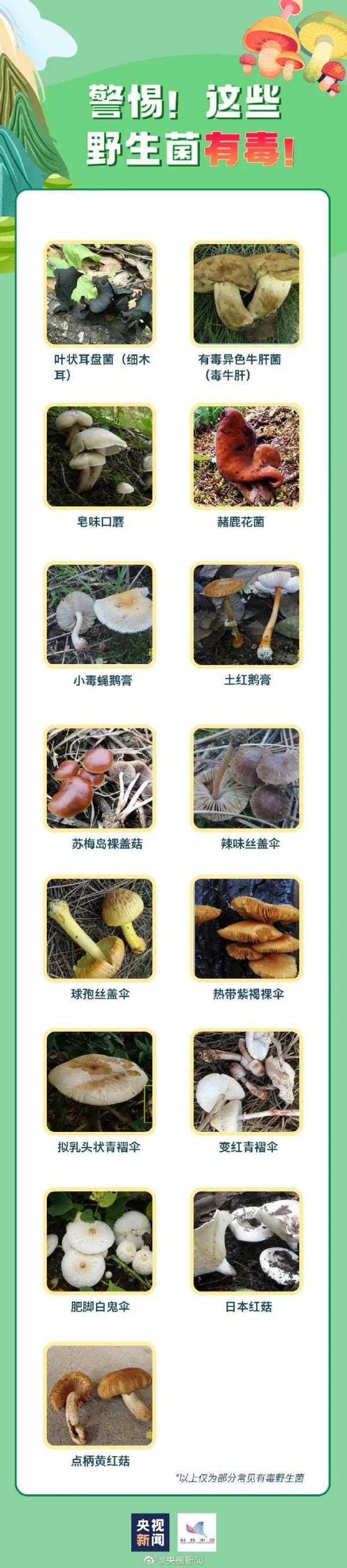 又是因为毒蘑菇!浙江女子命悬一线!当时发现不对,但她还是吃了... 又是因为毒蘑菇!浙江女子命悬一线!当时发现不对,但她还是吃了...