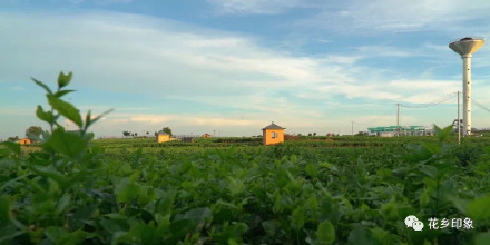 浪漫属性拉满！当茉莉花邂逅夕阳，只一眼便心动