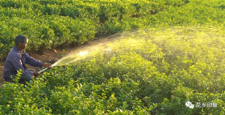 浪漫属性拉满！当茉莉花邂逅夕阳，只一眼便心动