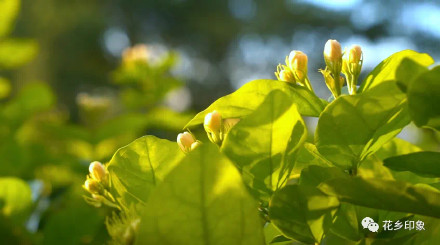 浪漫属性拉满！当茉莉花邂逅夕阳，只一眼便心动
