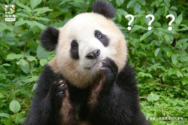 杭州小熊被指“人里人气”!网友:你是忘了会叉腰会揣手的熊猫了? 杭州小熊被指“人里人气”!网友:你是忘了会叉腰会揣手的熊猫了?