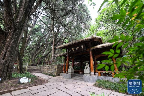 剑门蜀道翠云廊 跨越千年 苍翠如昔