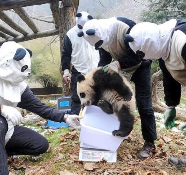 杭州小熊被指“人里人气”!网友:你是忘了会叉腰会揣手的熊猫了? 杭州小熊被指“人里人气”!网友:你是忘了会叉腰会揣手的熊猫了?