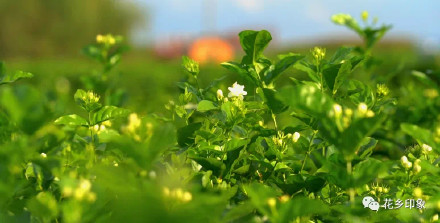 浪漫属性拉满！当茉莉花邂逅夕阳，只一眼便心动