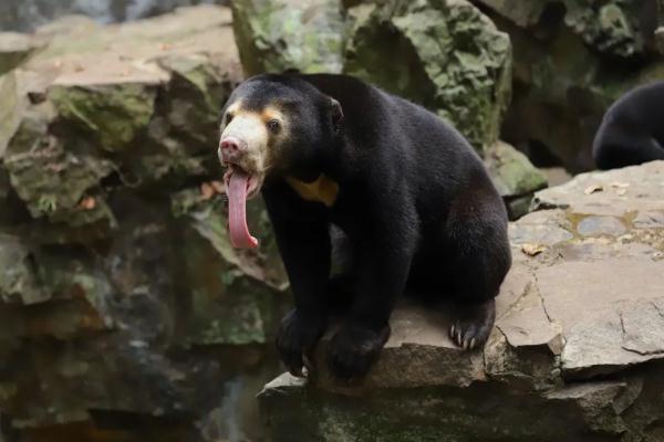 万万没想到啊!面对质疑,杭州动物园再强调! 万万没想到啊!面对质疑,杭州动物园再强调!