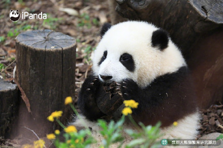 花花洗澡全国人民都知道了