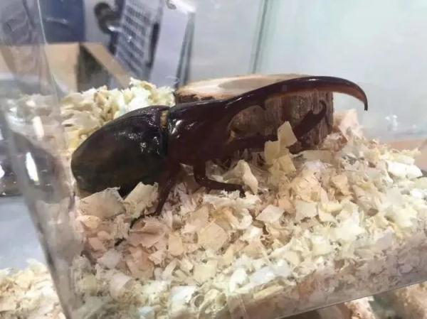 凌晨四点就有人排队，价格可高达数万元……上海这个特别的展览大热