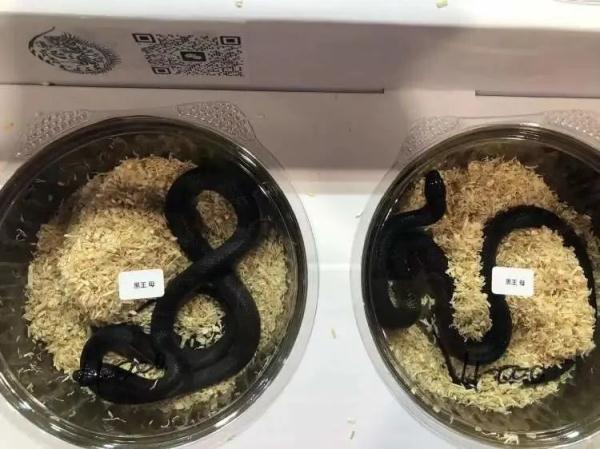 凌晨四点就有人排队，价格可高达数万元……上海这个特别的展览大热
