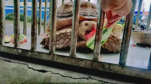"终于开口了！"在上海派出所内大嚼8424西瓜，来头果然不小→