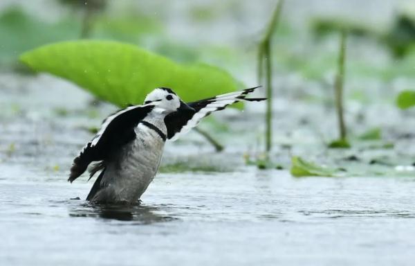 刚刚合肥拍下!“中国最小的鸭子!” 刚刚合肥拍下!“中国最小的鸭子!”