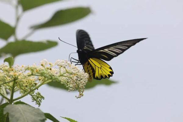 罕见！在安徽发现！