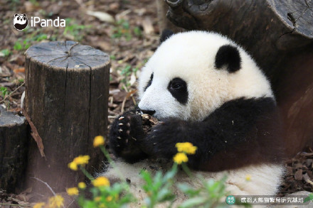 花花洗澡全国人民都知道了