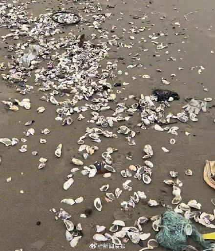 台风吹来的遍地生蚝能不能吃？