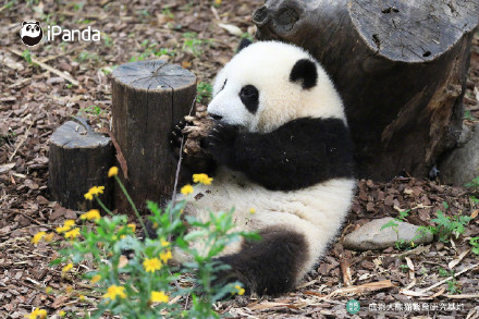 花花洗澡全国人民都知道了